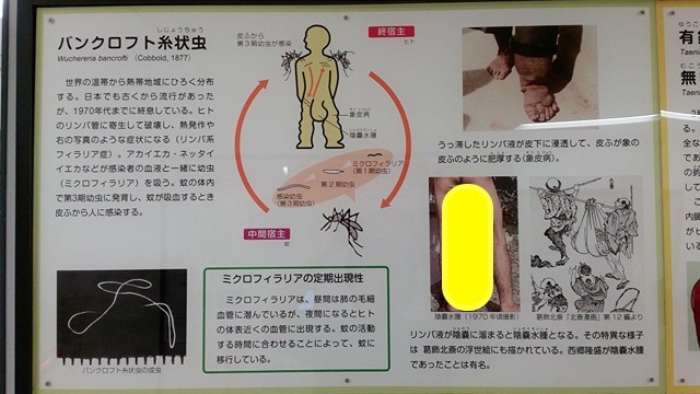 年6月日 営業再開 目黒寄生虫博物館とは ここは閲覧注意の不思議なデートスポット ぶらりぼっち日和