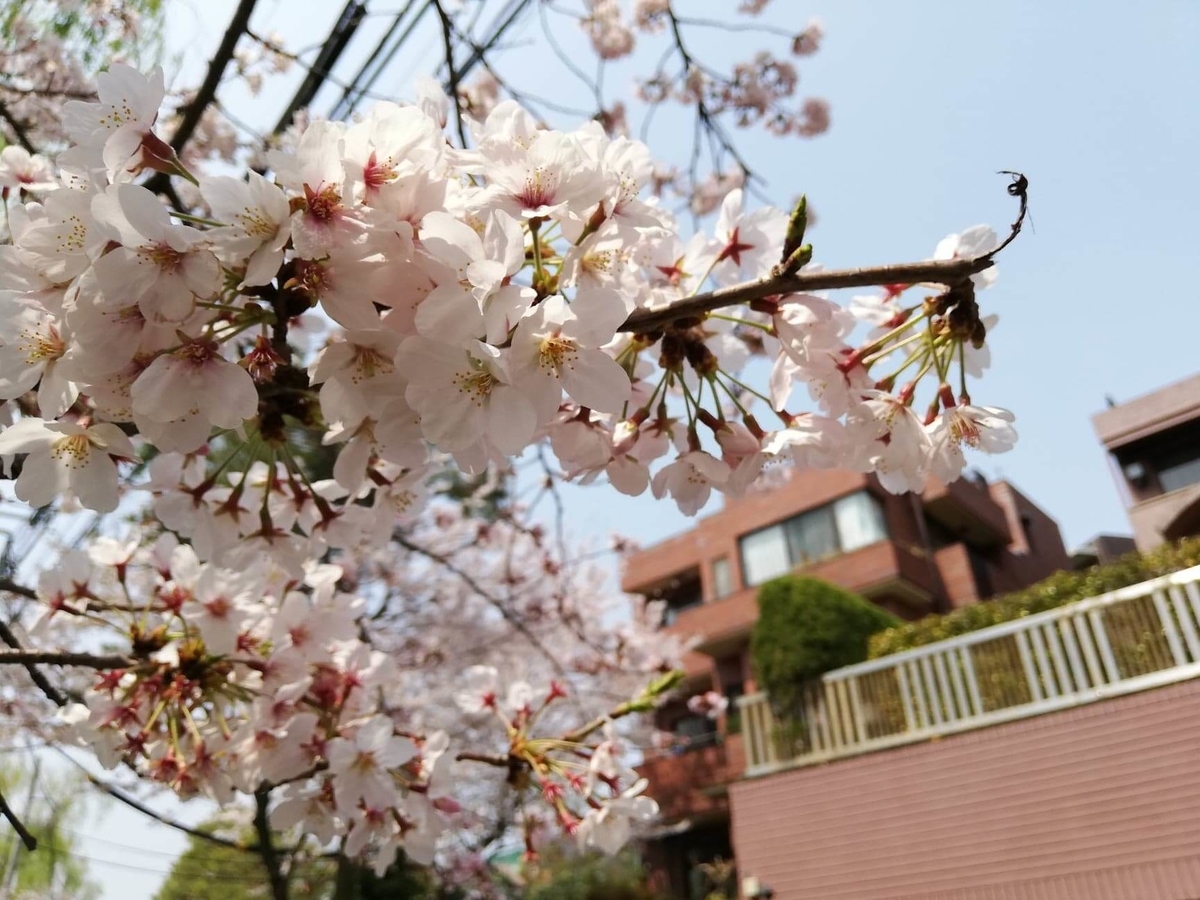 石神井池の外周に咲く桜の写真