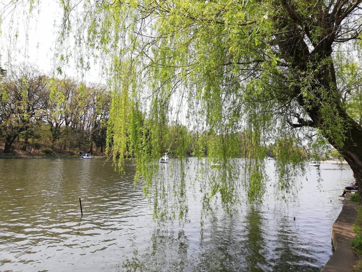 『石神井公園』の石神井池沿いにある柳の写真