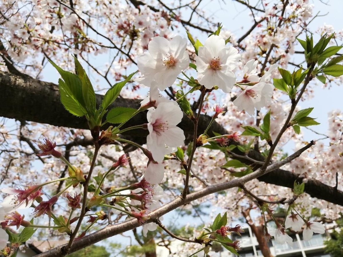 『石神井公園』の石神井池沿いにある桜のアップ写真