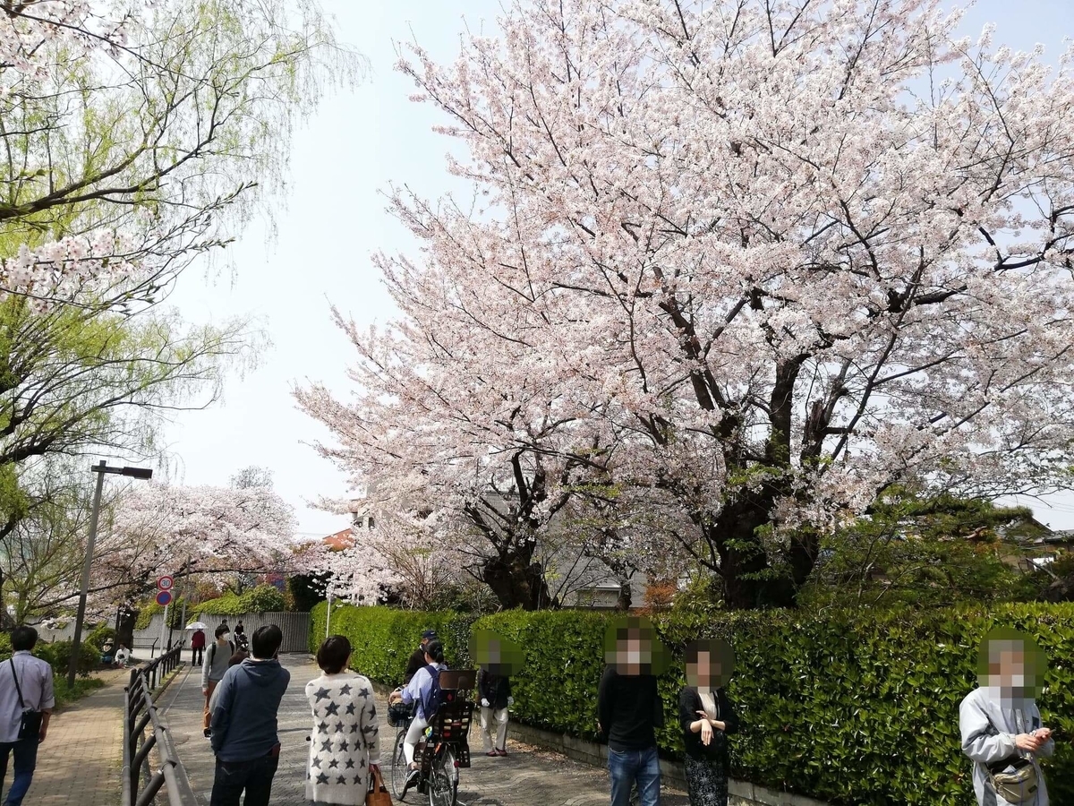 『石神井公園』の石神井池沿いにある桜の写真