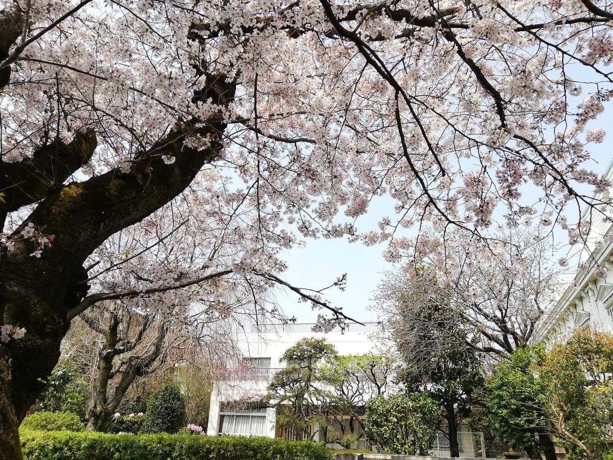 『石神井公園』の石神井池沿いにある桜の写真
