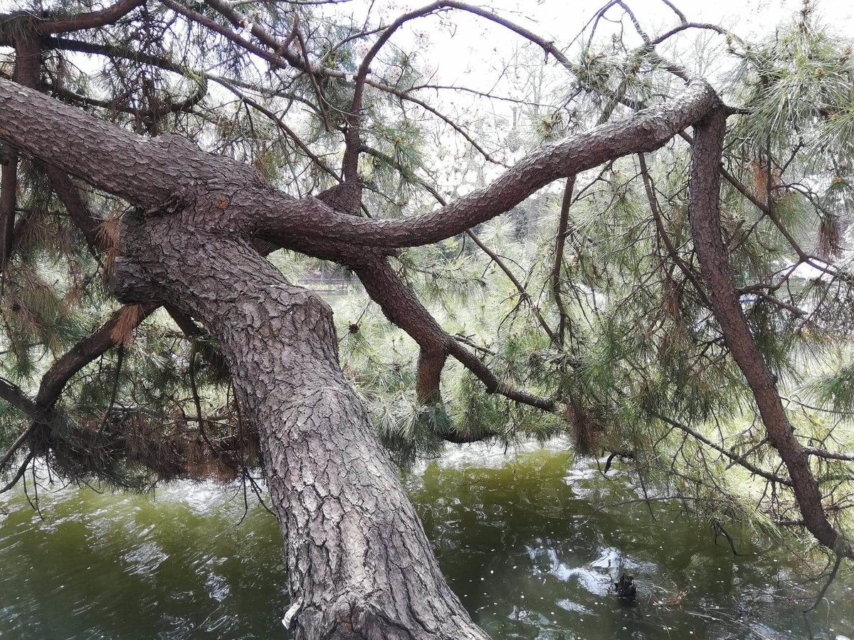 『石神井公園』の石神井池沿いにある松の木の写真