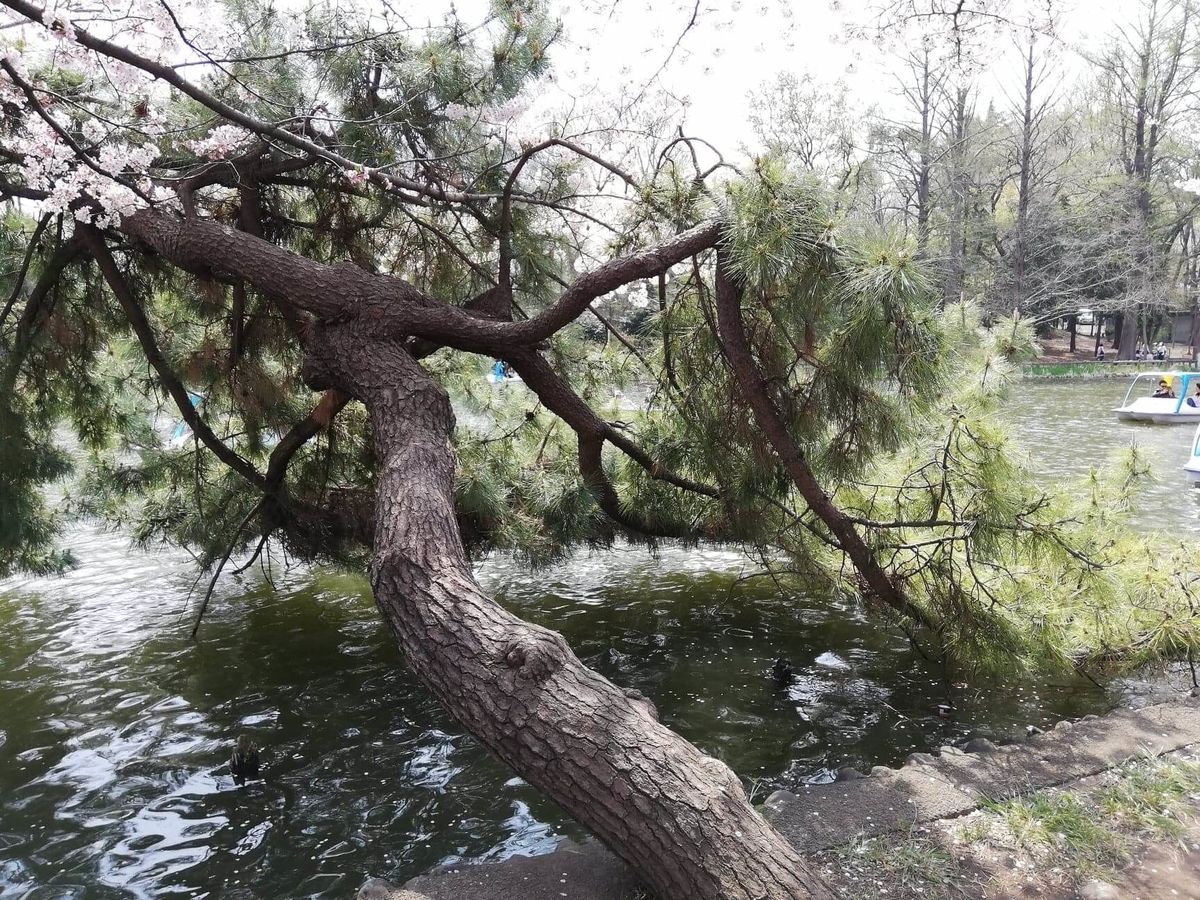 『石神井公園』の石神井池沿いにある松の木の写真