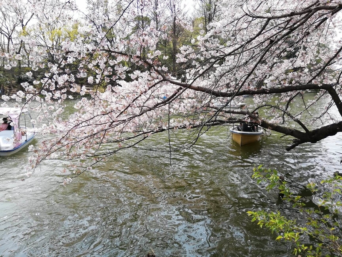 『石神井公園』の石神井池沿いにある桜の木の写真