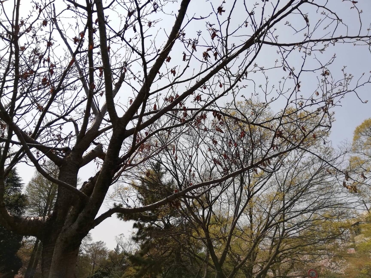 『石神井公園』の石神井池沿いにある枯れ木の写真