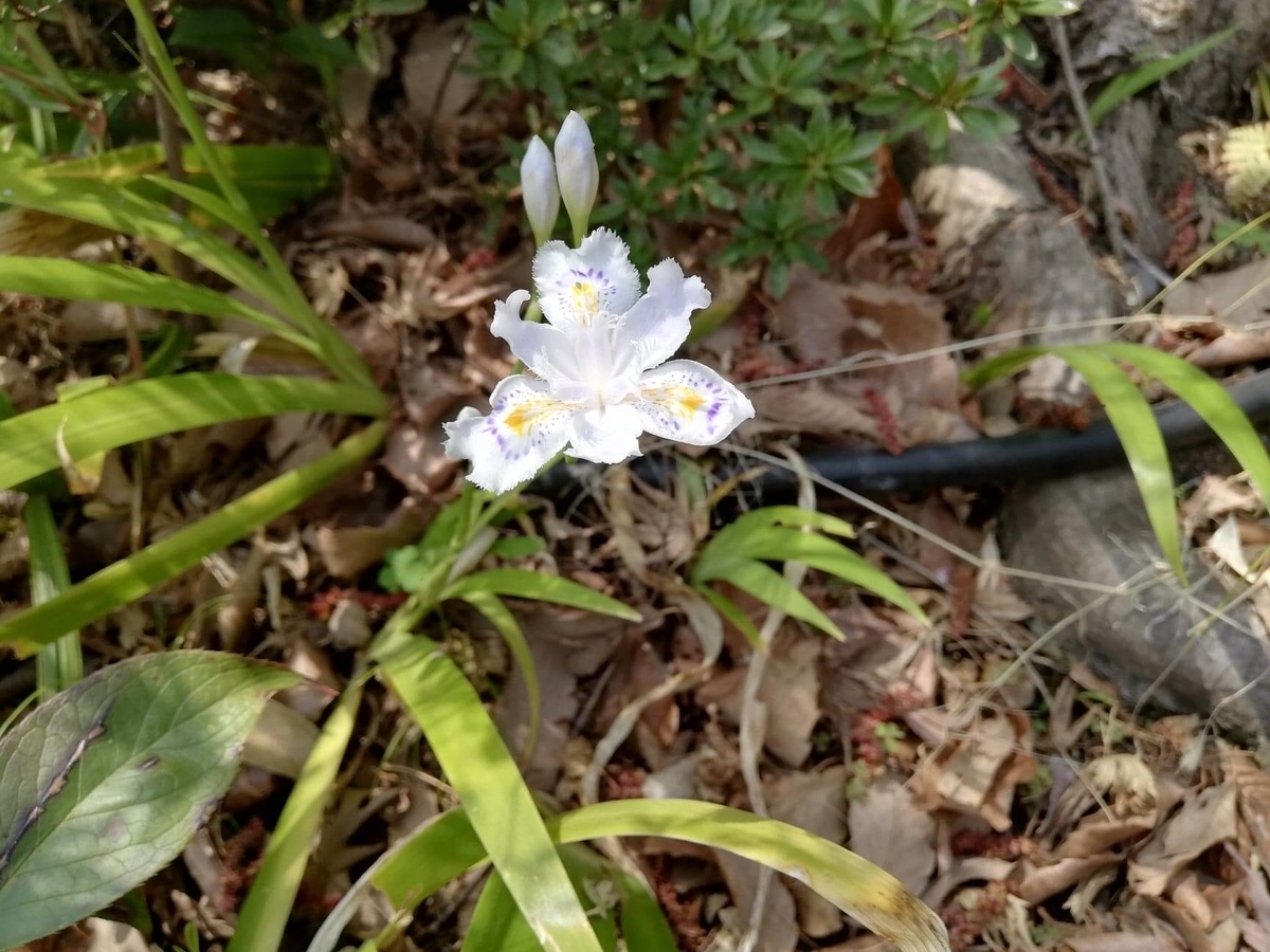 『石神井公園』の石神井池沿いに咲く小さい花の写真