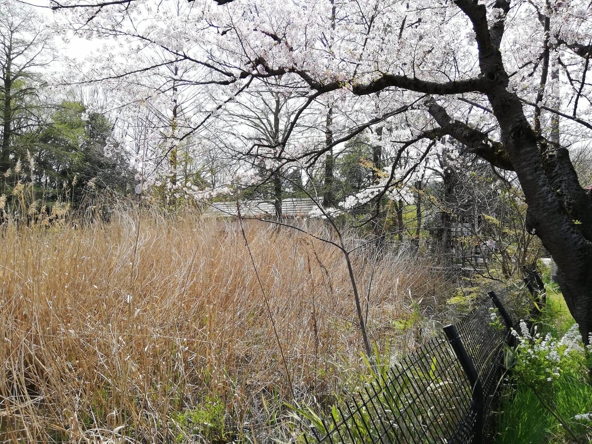 『石神井公園』の石神井池沿いにあるススキの写真