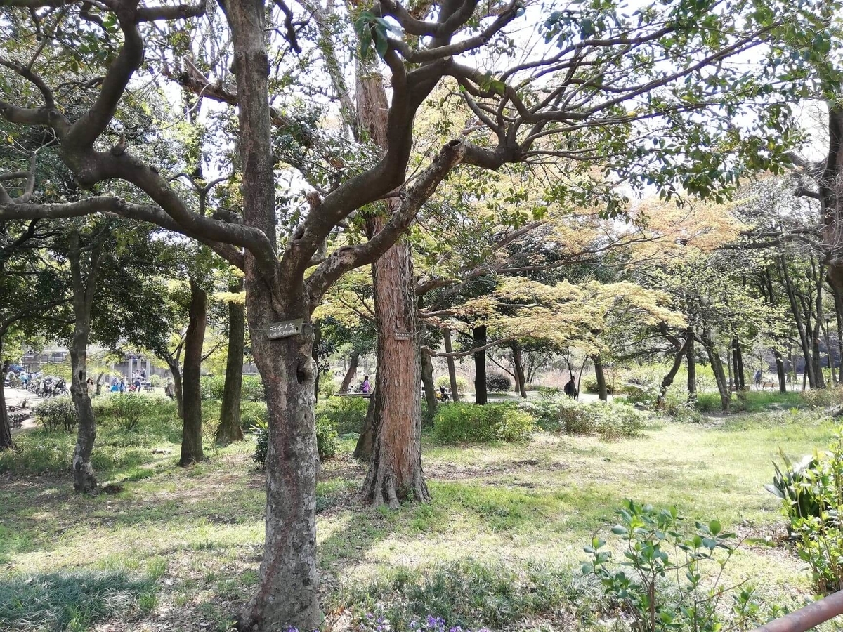 『石神井公園』の三宝寺池近くの園内写真