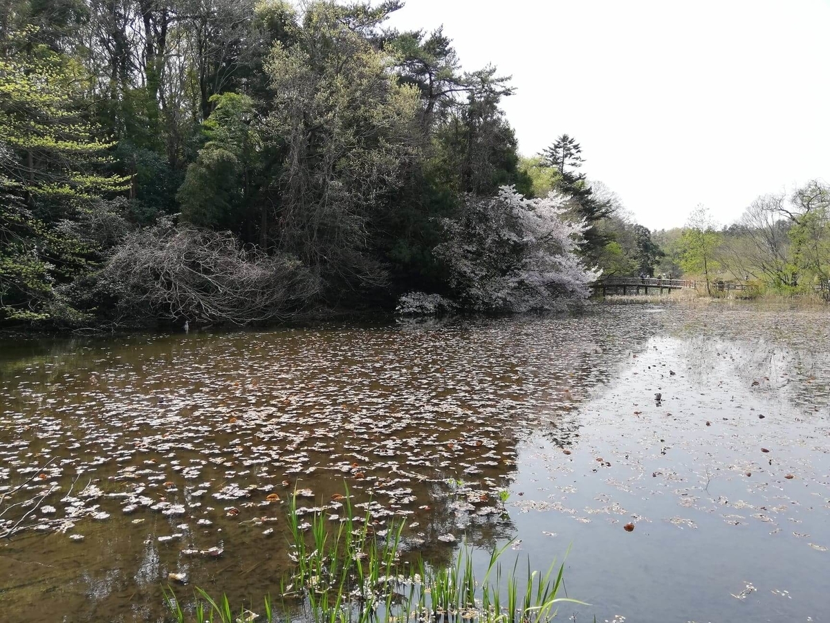 『石神井公園』の三宝寺池の写真