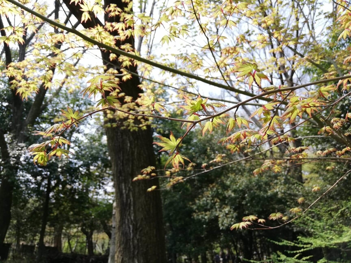 『石神井公園』の三宝寺池沿いにある樹木の写真
