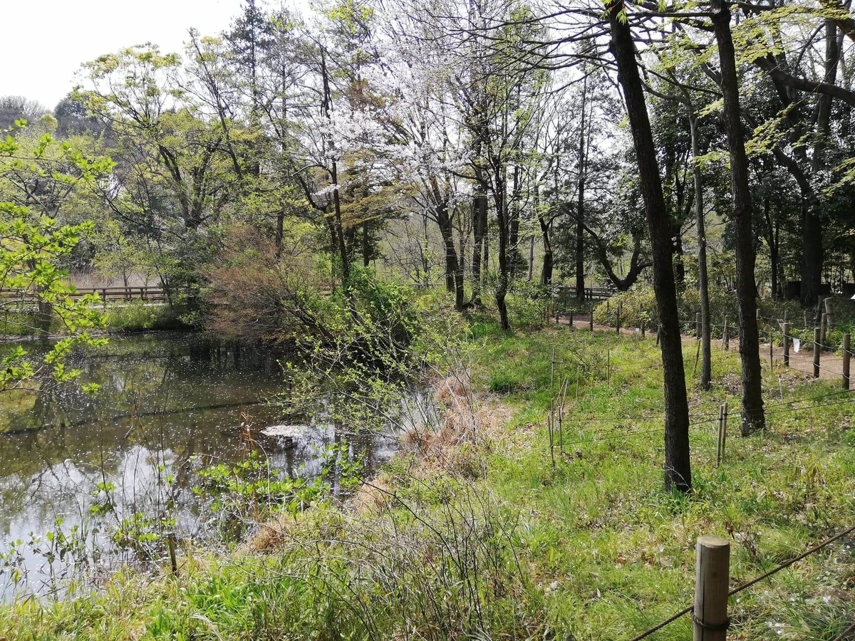 『石神井公園』の三宝寺池沿いの園内写真