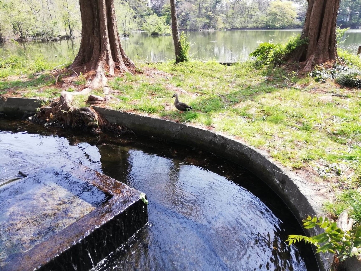 『石神井公園』の三宝寺池園内にいるカモの写真