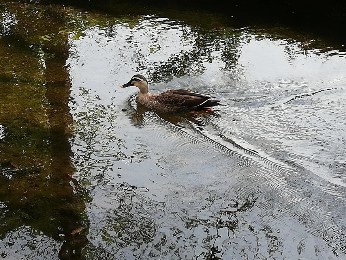 『石神井公園』の三宝寺池園内を泳ぐカモの写真
