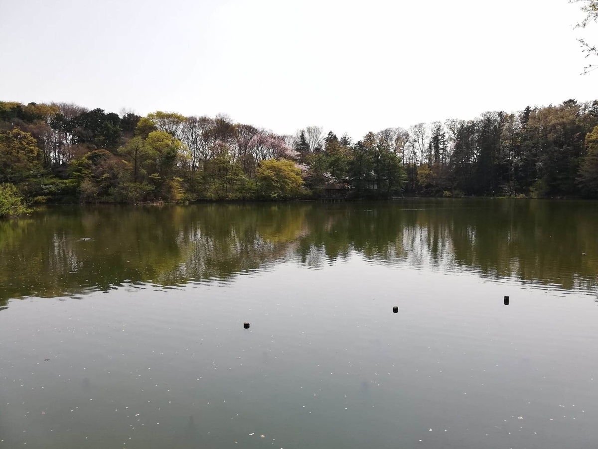 『石神井公園』の三宝寺池の写真