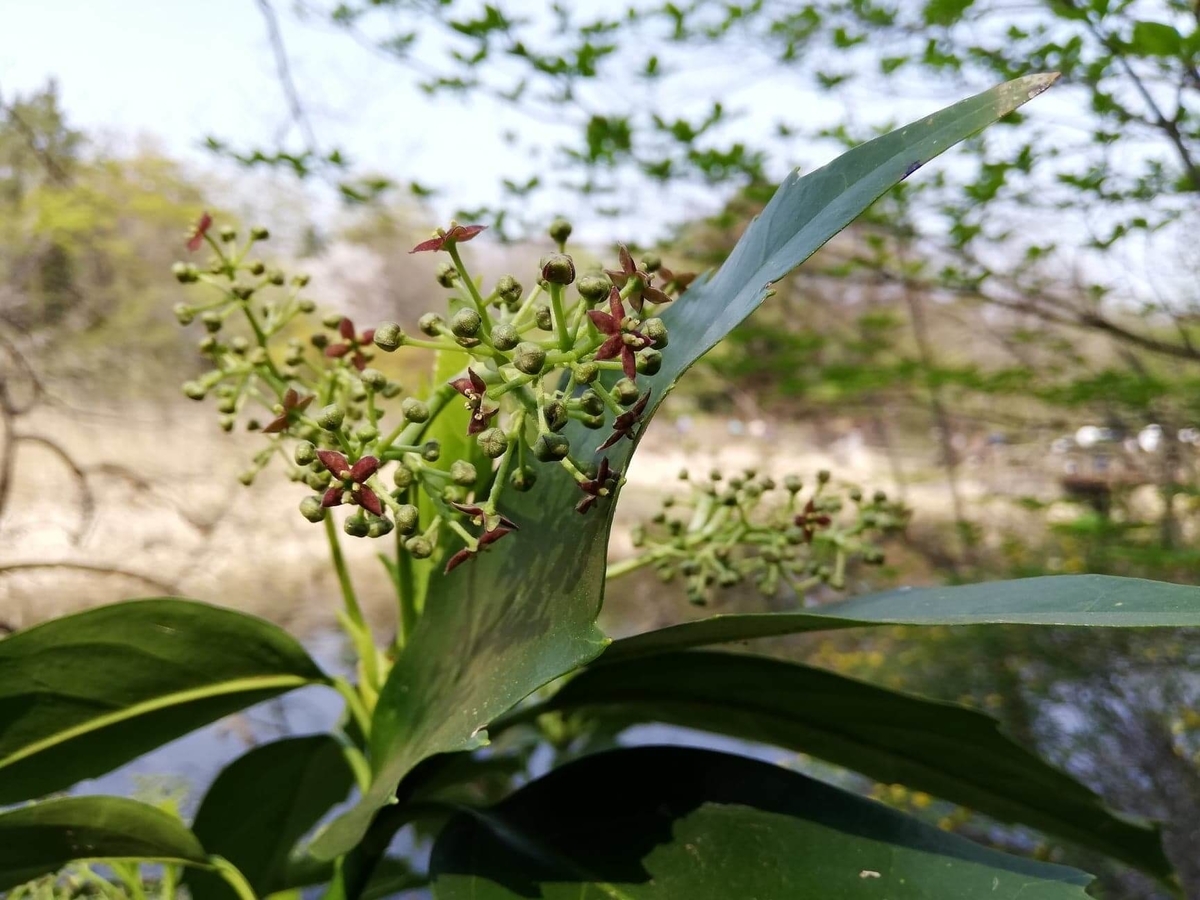 『石神井公園』の三宝寺池沿いにある花の実の写真