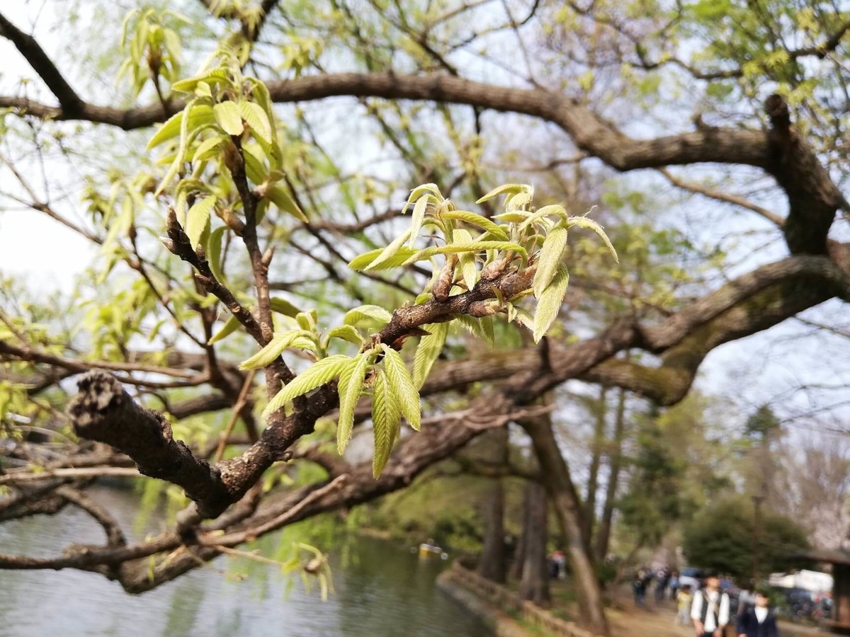 『石神井公園』の石神井池沿いにある樹木の写真