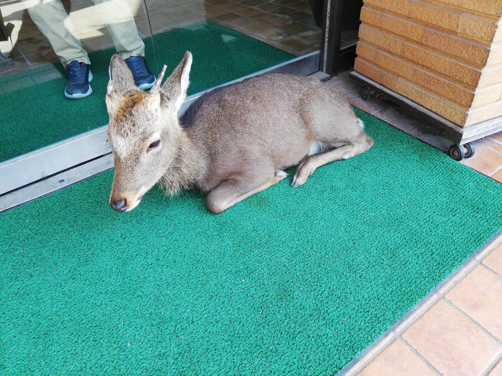 広島県の宮島の鹿の写真